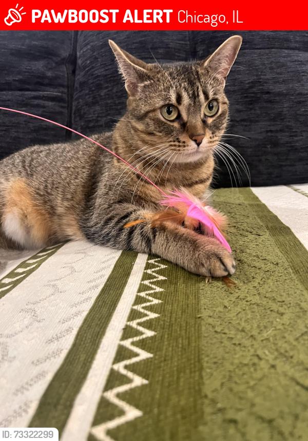 Lost Female Cat last seen 104th St and S Racine, Chicago, IL 60643