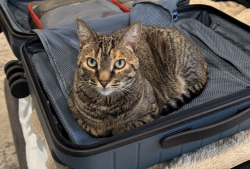 Reunited Female Cat last seen 32nd Ave & Alkire Ct, Golden, CO, Golden, CO 80401
