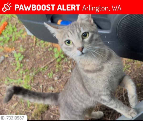 Lost Female Cat last seen 91st Ave NE @ 124th St NE, Arlington, WA 98223