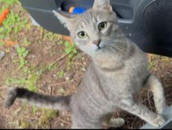 Lost Female Cat last seen 91st Ave NE @ 124th St NE, Arlington, WA 98223