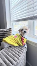 Reunited Male Dog last seen Near pointer pl Murfreesboro Tn, Murfreesboro, TN 37129