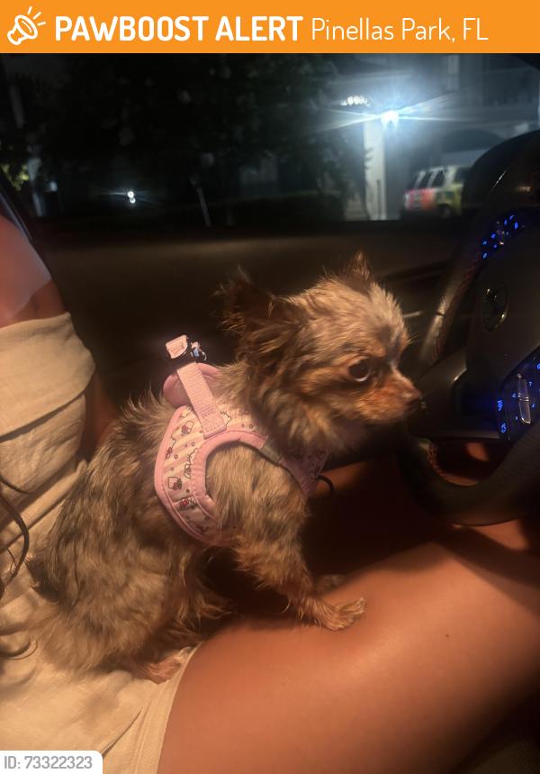 Found/Stray Female Dog last seen Villas at Gateway, Pinellas Park, FL 33780