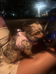 Found/Stray Female Dog last seen Villas at Gateway, Pinellas Park, FL 33780