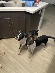Reunited Female Dog last seen Severin, La Mesa, CA 91942