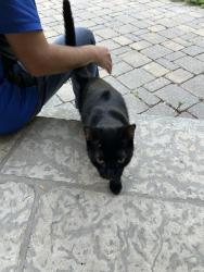 Found/Stray Unknown Cat last seen Nanton & Grenfell Blvd, Winnipeg, MB R3P 0B6