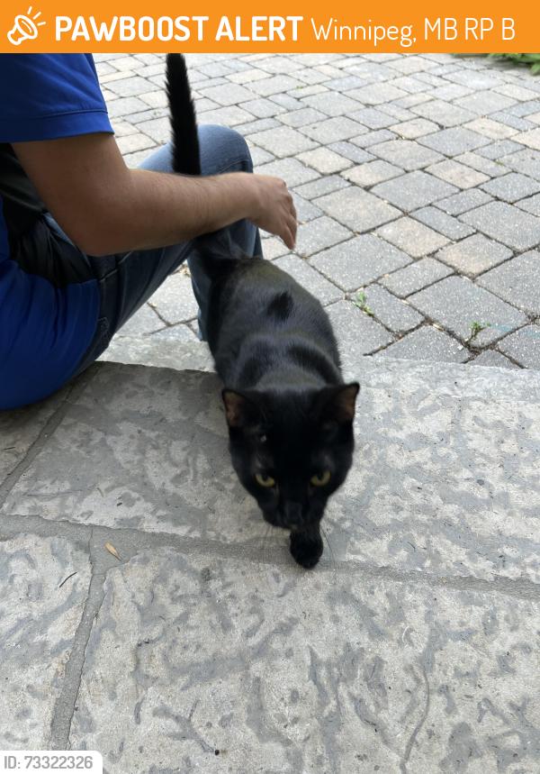 Found/Stray Unknown Cat last seen Nanton & Grenfell Blvd, Winnipeg, MB R3P 0B6