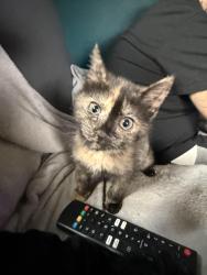 Reunited Female Cat last seen West main st meriden, Meriden, CT 06451