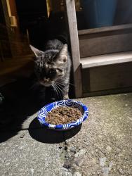 Found/Stray Unknown Cat last seen Near, Lenhartsville, PA 19534
