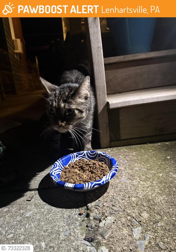 Found/Stray Unknown Cat last seen Near, Lenhartsville, PA 19534