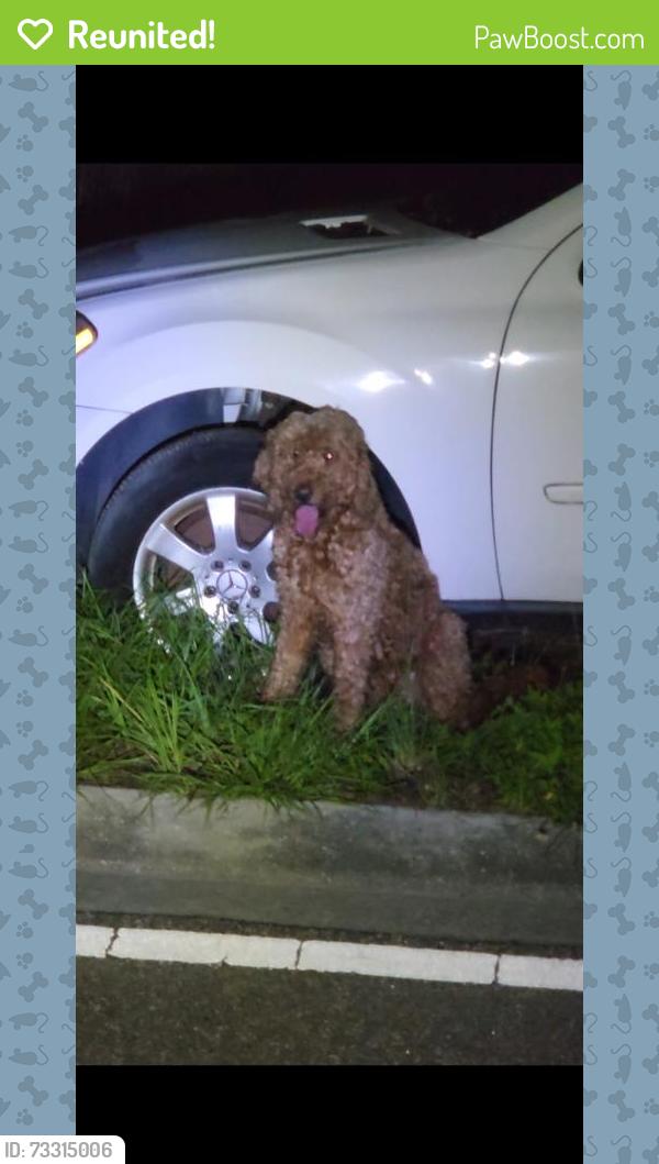 Reunited Unknown Dog last seen Brandon florida, Brandon, FL 33511