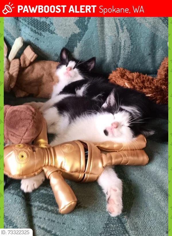 Lost Male Cat last seen 7mile road, Spokane, WA 99224