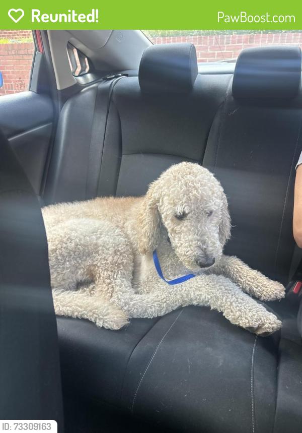 Reunited Male Dog last seen Crabtree mall, Raleigh, NC 27612