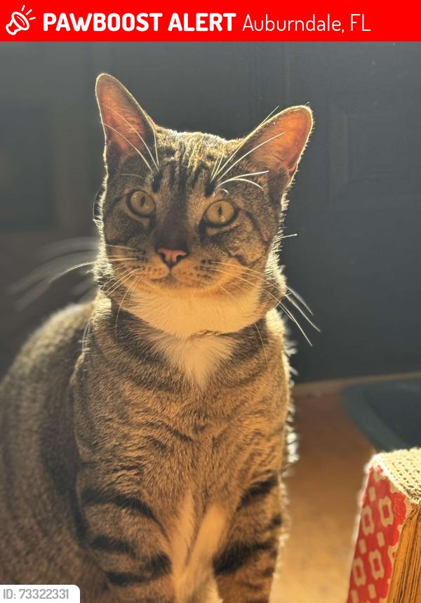 Lost Male Cat last seen Diamond ridge, Auburndale, FL 33823
