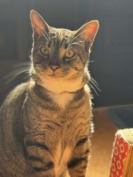 Lost Male Cat last seen Diamond ridge, Auburndale, FL 33823