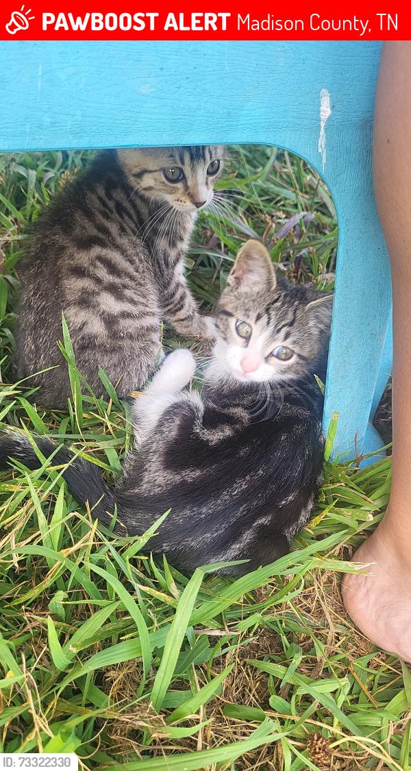 Lost Female Cat last seen Vine Hill Road, HWY 70. Possibly Aldi or Goodwill north, Madison County, TN 38391