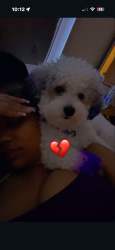 Lost Male Dog last seen Parc at flowing wells, Augusta, GA 30904