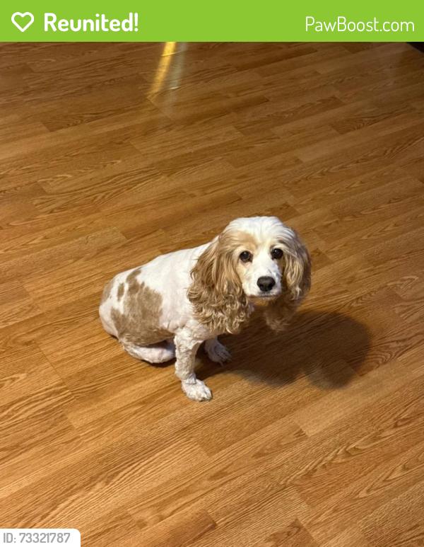Reunited Female Dog last seen James Dawson elementary, Huntsville, AL 35810