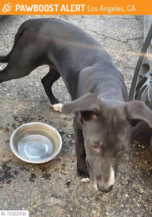 Found/Stray Unknown Dog last seen Whittier blvd Arizona, Los Angeles, CA 90022