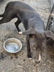 Found/Stray Unknown Dog last seen Whittier blvd Arizona, Los Angeles, CA 90022