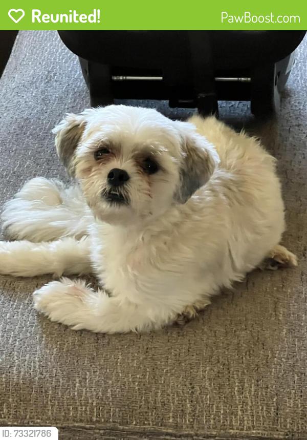 Reunited Male Dog last seen Grand avenue and Kensington st, Middletown, OH 45044
