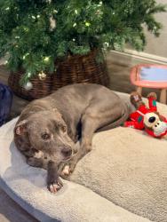 Reunited Female Dog last seen McFadden/Beach/Newland, Westminster, CA 92683