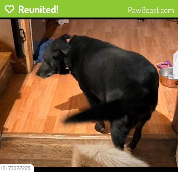 Reunited Female Dog last seen Near S 700 E, Millcreek, UT 84106, USA, Millcreek, UT 84106