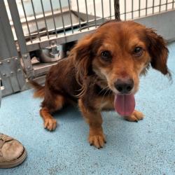 Shelter Stray Male Dog last seen Near BLK E. POPPY LONG BEACH CA 90805, 7700 E Spring St, Long Beach, CA 90815, USA