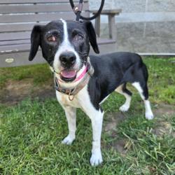 Shelter Stray Female Dog last seen Near BLK CEDAR AVE. LONG BEACH CA 90813, 7700 E Spring St, Long Beach, CA 90815, USA