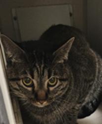 Shelter Stray Male Cat last seen Near BLOCK W 14TH AVE, DENVER CO 80204, 1241 W Bayaud Ave, Denver, CO 80223, USA