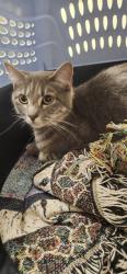 Shelter Stray Unknown Cat last seen Near BLOCK W 14TH AVE, DENVER CO 80204, 1241 W Bayaud Ave, Denver, CO 80223, USA