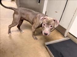 Shelter Stray Female Dog last seen , 14409 Vanowen St, Van Nuys, CA 91405, USA