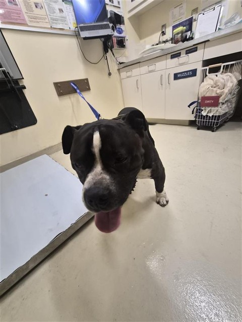 Shelter Stray Male Dog last seen ARDENWOOD ELEMENTARY, 1950 Stevenson Blvd, Fremont, CA 94538, USA