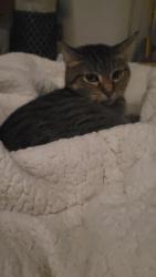 Reunited Female Cat last seen Washington and Dempster, Niles, IL 60714