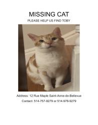 Reunited Male Cat last seen Rue St-George, Rue Ste-Anne & Montée Ste-Marie, Sainte-Anne-de-Bellevue, QC H9X 2E4