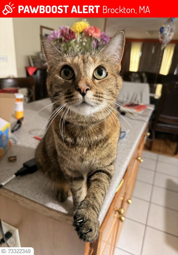 Lost Female Cat last seen Madison St, Brockton, MA 02301