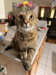 Lost Female Cat last seen Madison St, Brockton, MA 02301
