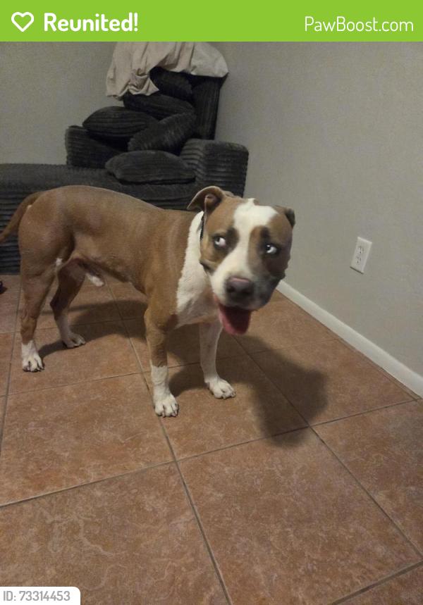 Reunited Male Dog last seen Cardinal and valencia, Tucson, AZ 85746