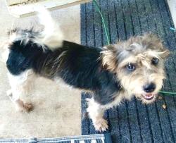 Found/Stray Male Dog last seen Snack stop 7 liberty hill tx, Liberty Hill, TX 78642