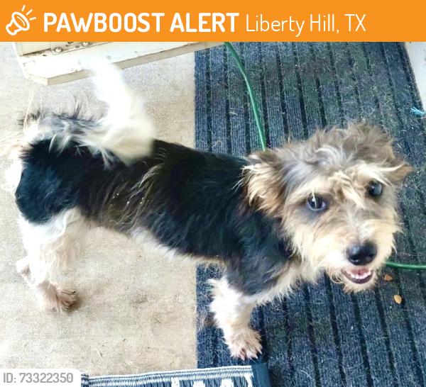 Found/Stray Male Dog last seen Snack stop 7 liberty hill tx, Liberty Hill, TX 78642