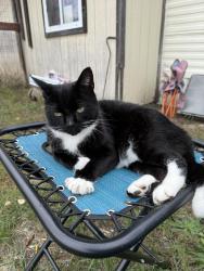 Reunited Male Cat last seen Near Gordon Ave, Lansing, MI 48910, USA, Lansing, MI 48910