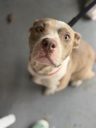 Found/Stray Female Dog last seen Christian Service Center, Lanett, AL 36863