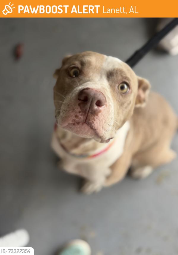 Found/Stray Female Dog last seen Christian Service Center, Lanett, AL 36863
