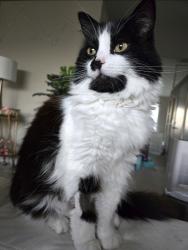 Reunited Female Cat last seen Near Lyric Avenue Los Angeles, CA 90027, Los Angeles, CA 90027
