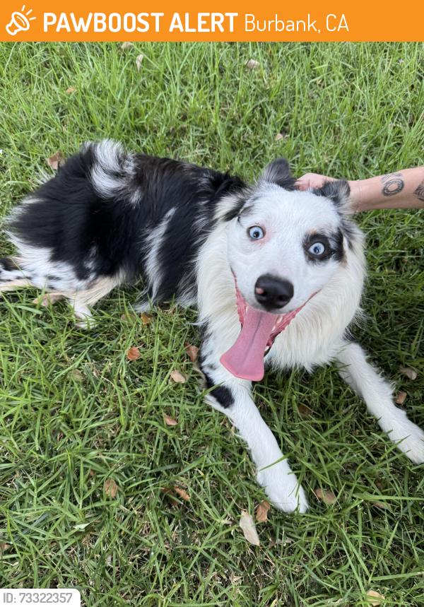 Found/Stray Unknown Dog last seen Ontario st near victory blvd, Burbank, CA 91505