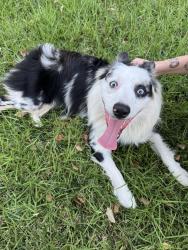 Found/Stray Unknown Dog last seen Ontario st near victory blvd, Burbank, CA 91505