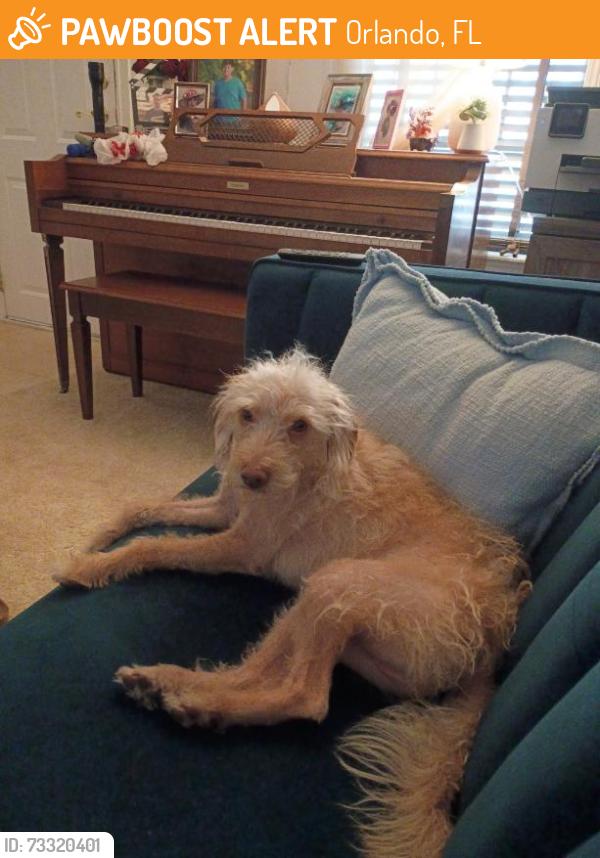 Found/Stray Male Dog last seen not sure, Orlando, FL 32801