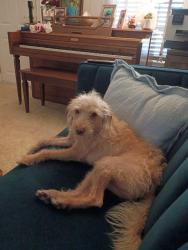 Found/Stray Male Dog last seen not sure, Orlando, FL 32801