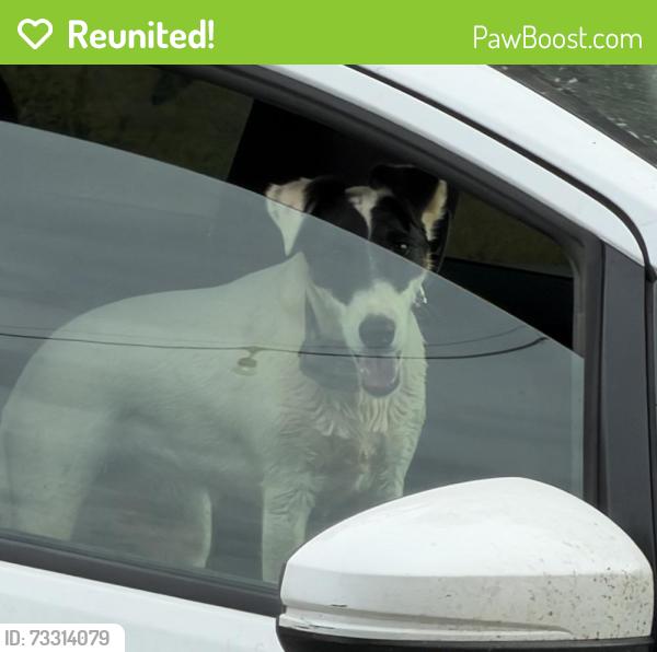 Reunited Female Dog last seen SHENANDOAH RD, Plymouth, CA 95669