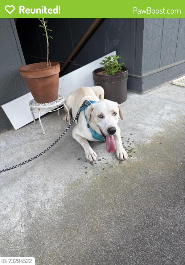 Reunited Male Dog last seen Guess Road - Butterfly Kisses Academy, Durham, NC 27705