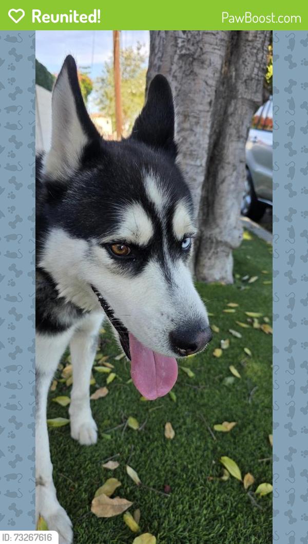 Reunited Male Dog last seen Memorial Park Santa Ana, Santa Ana, CA 92707